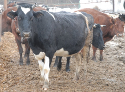 Как молочный бизнес в 2021 году вытянул из бюджета Воронежской области сотни миллионов рублей