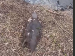 Загадочная смерть бобра оставила после себя много вопросов в Воронежской области