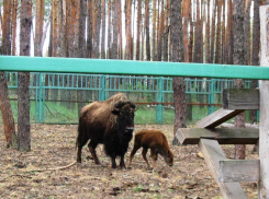 Зоопитомник, где можно увидеть бизончика, открылся в Воронежской области