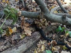 О засилье гадюк сообщили воронежцы