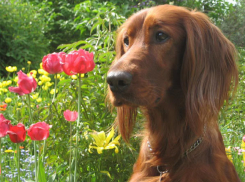 В Воронеже ирландский сеттер ищет нового хозяина 