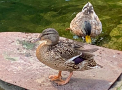 Как дела у хромающей утки, узнали воронежские экологи