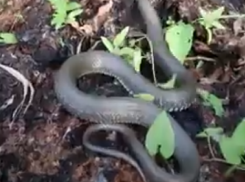 Охоту на гигантских и агрессивных змей показал парень под Воронежем