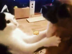 Эпичная битва кота с собакой в Воронеже попала на видео