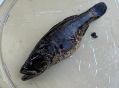 Рыба-уничтожитель завелась в водоеме под Воронежем и вызвала тревогу у местных жителей