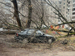 Деревья рухнули на три машины в воронежском дворе