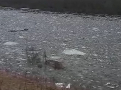 Ледоход на Дону, из-за которого пришлось перекрыть мост, записали на видео под Воронежем