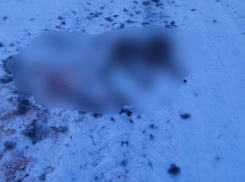 Бездомные собаки растерзали косулю в поселке под Воронежем