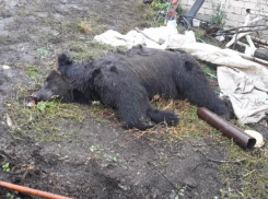 Последствия нападения медведя на воронежцев попали на видео