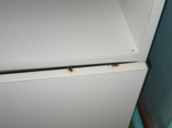 «Ползали по бабушкам»: о нашествии тараканов сообщили в Воронежской области  