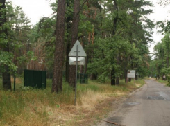 В Воронеже в Дубовке вырубают сосновый лес и строят элитные коттеджи