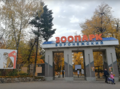 Обезьяны едят чеснок и лук: сотрудники воронежского зоопарка рассказали, как животные готовятся к зиме