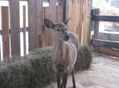В Воронежском зоопарке появились экзотические пернатые и самка пятнистого оленя