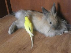 Девятый участник конкурса Я и мой любимец Анастасия Ломакина и ее питомцы: кролик Крош  и попугай Петруша (ФОТО-ИСТОРИЯ)