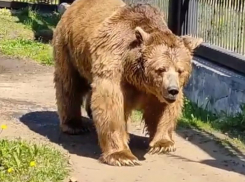Как медведей готовят к спячке, показали в Воронежском зоопарке