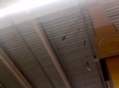 Жестокий отлов птиц с помощью сетки сняли в магазине  Воронежа 