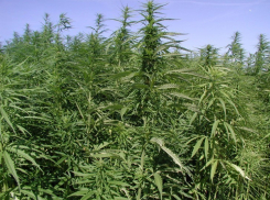 В Павловске сотрудники полиции недалеко от пляжа обнаружили целую плантацию конопли