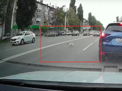Храбрый пес-потеряшка впечатляюще перебежал шестиполосную дорогу в Воронеже 