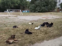 Грандиозный по масштаб собачий чил попал на видео в Воронеже 
