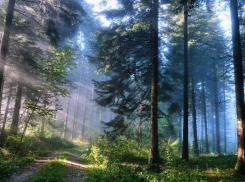 В Воронежской области в пять раз возросла площадь общедоступных охотничьих угодий