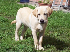 В Воронежской области воин-афганец задушил и съел щенка лабрадора дочки своих соседей