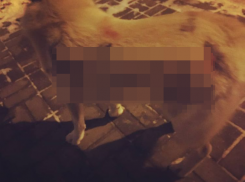 Собаку с нецензурной надписью на боку заметили в Воронеже