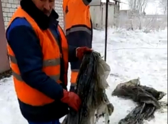 Извлечение 10 кг пленки из канализации в Воронеже попало на видео