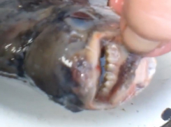 Рыбу с «человеческими» зубами выловили в Воронежской области и показали на видео