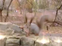 Очень дружелюбная белка завелась в воронежском парке