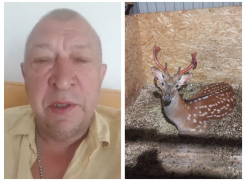 «Мы нашли эту нечисть!»: парень сломал рога олененку на базе отдыха под Воронежем 