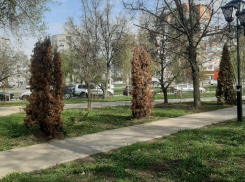 «Туевая история» развивается в воронежском сквере
