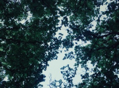 В Воронеже у областной больницы №1 посадили 30 деревьев