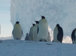 Колонию императорских пингвинов снял на видео полярник из Воронежа 