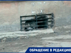 Котята оказались в западне после установки решеток на окна подвала в Воронеже