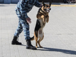 Секс-игрушка переполошила спецслужбы в Воронеже