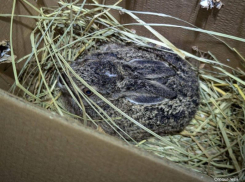 Ослабленного крошечного малыша спасли под Воронежем