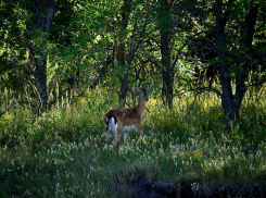 Региональная общественная организация охотников и рыболовов ответила на обвинения в «живодерском сафари»