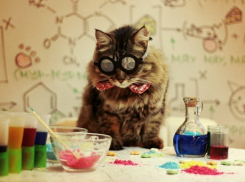 Последний тридцать девятый участник конкурса Я и мой любимец Сергей Петров и его пушистик Мимишка и абиссиночка Зу (ФОТО-ИСТОРИЯ)