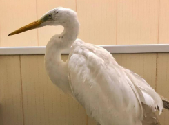 Цаплю с поломанным крылом спасли в Воронеже