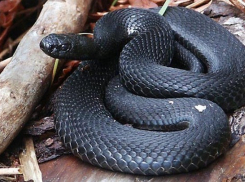 В Воронежской области проснулись из спячки ядовитые змеи