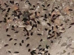 Воронежцы приняли тараканий полк за мадагаскарскую живность 