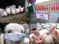 В Воронежской области уничтожили 1 тысячу голов свиней из-за АЧС