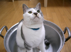 Стало известно, в каких домах Воронежа не будет горячей воды на предстоящей неделе