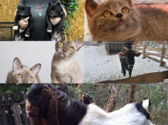 Козел за 150 тысяч рублей возглавил топ-5 самых дорогих животных Воронежа