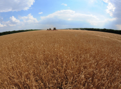 Как санкции могут повлиять на работу воронежского АПК