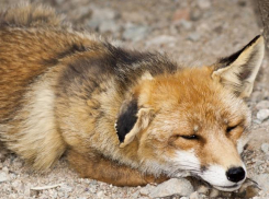 В Воронежской области дикие лисы, крысы, хорьки напали на горожан уже 60 раз