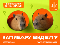 Воронежцев приглашают в Сити-парк «Град» на грандиозное новоселье капибар