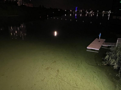 Названа причина ядовито-зеленого цвета Воронежского водохранилища 