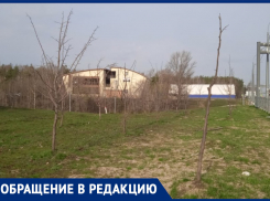 Плачевное состояние деревьев на развязке 9 Января прокомментировали в мэрии Воронежа