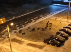 Стая бездомных собак держит в страхе район в Воронеже